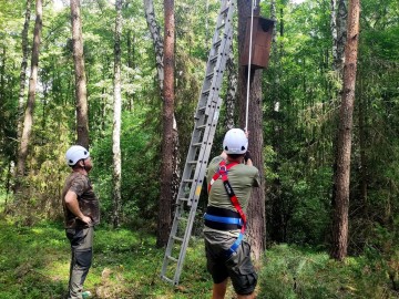 Wieszanie budek dla puszczyka i kowalika, 